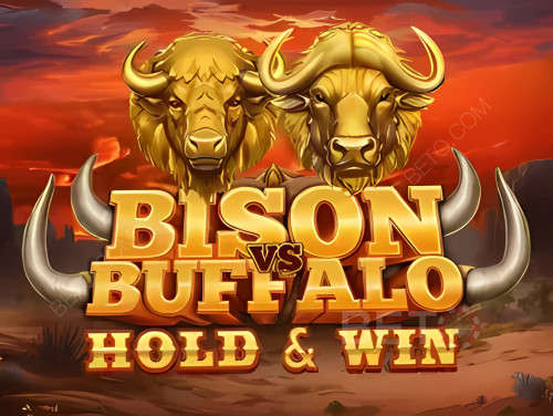 Bison vs Buffalo Bison vs Buffalo